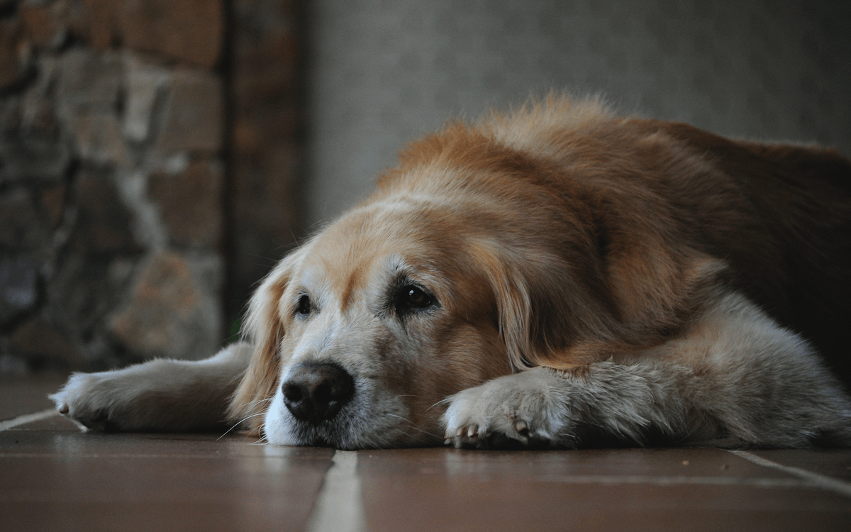 How Can I Help My Senior Dog With Arthritis