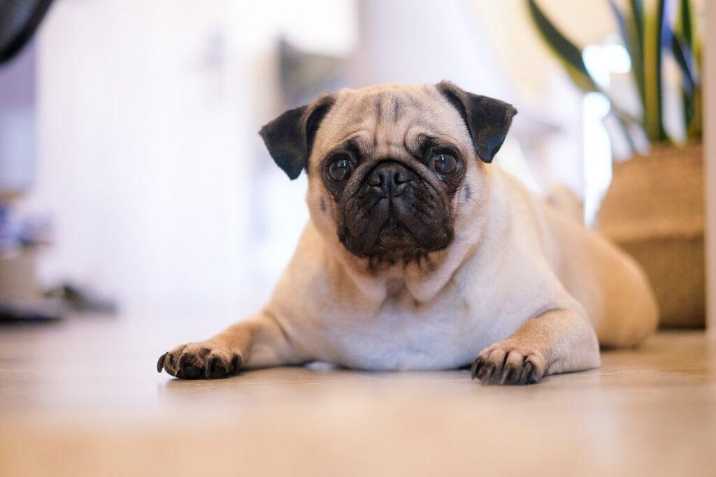 Chemical desexing in male dogs