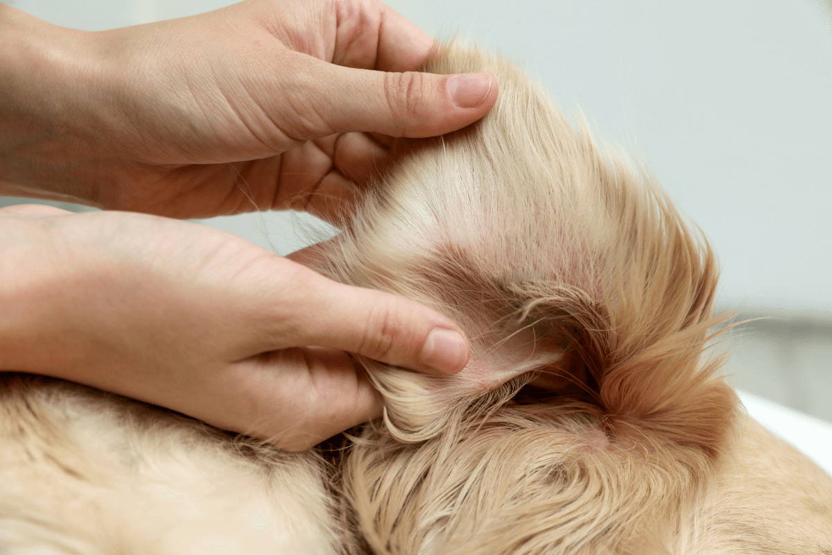 Signs of ear infections in dogs Bryants Road Vet